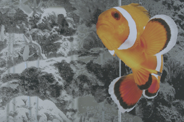 Find out about the first high opacity printable film from HEXIS